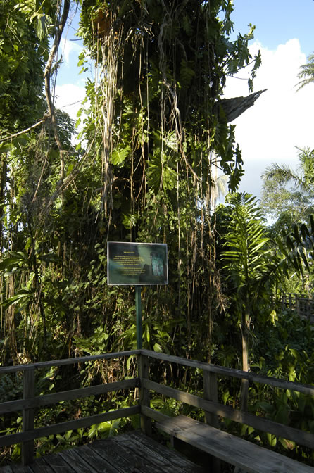 Negril Royal Palm Reserve Eco-Tourim Attraction - Negril Travel Guide, Negril Jamaica WI - http://www.negriltravelguide.com - info@negriltravelguide.com...!